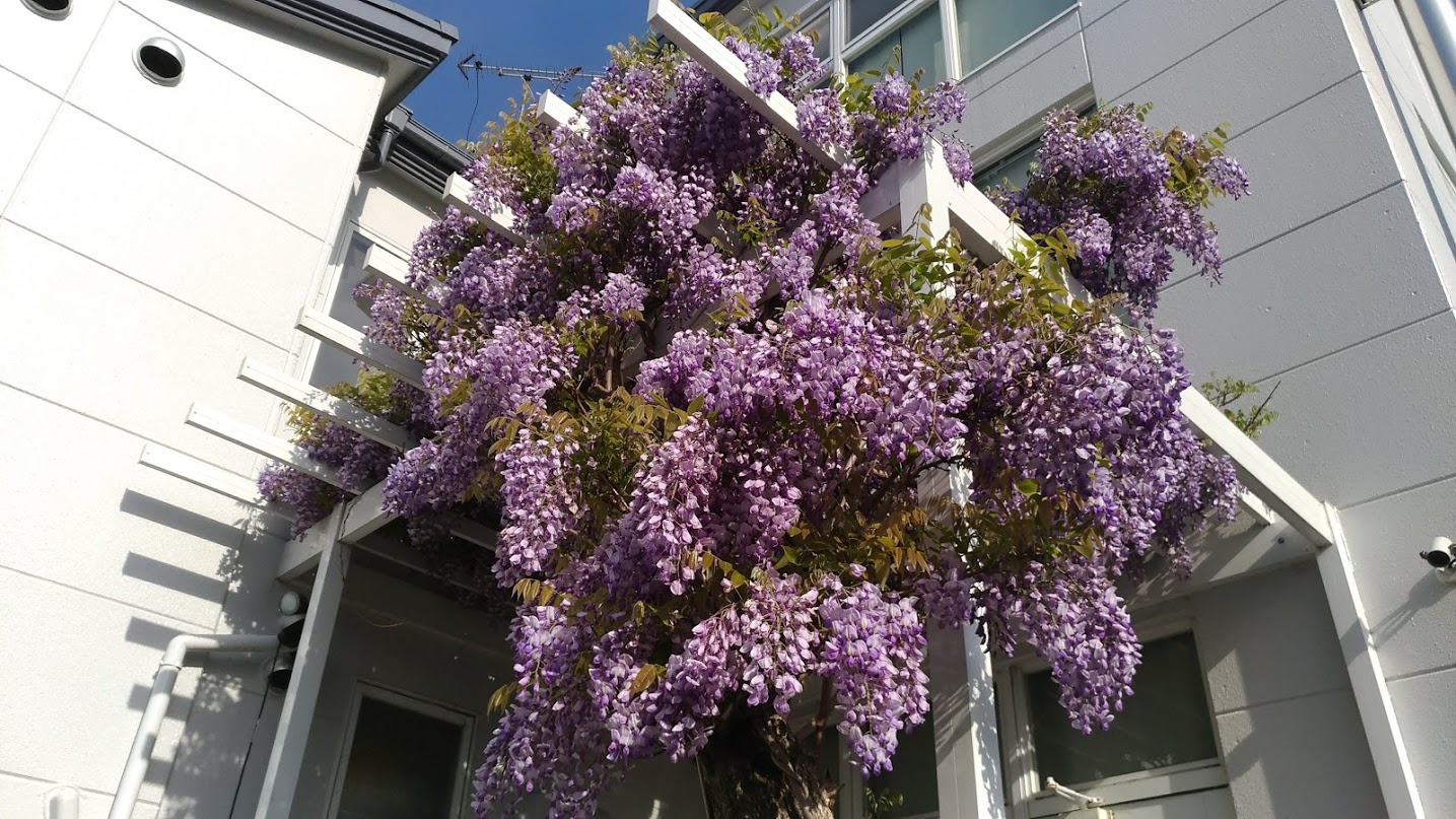 フジの花満開です！