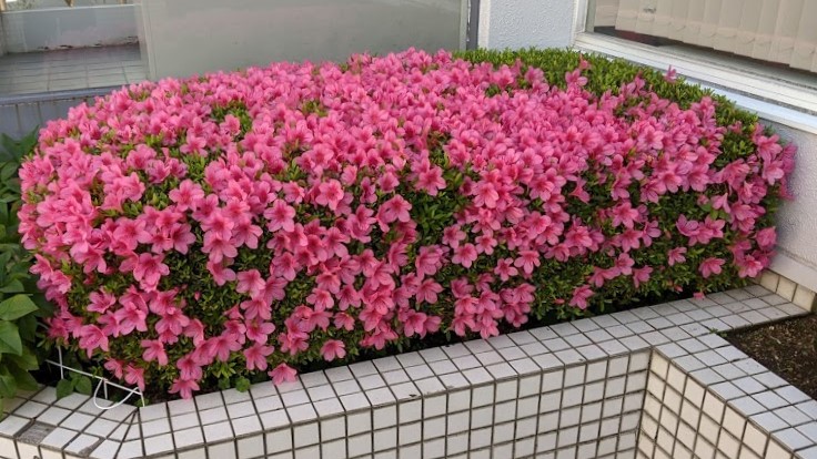 サツキ