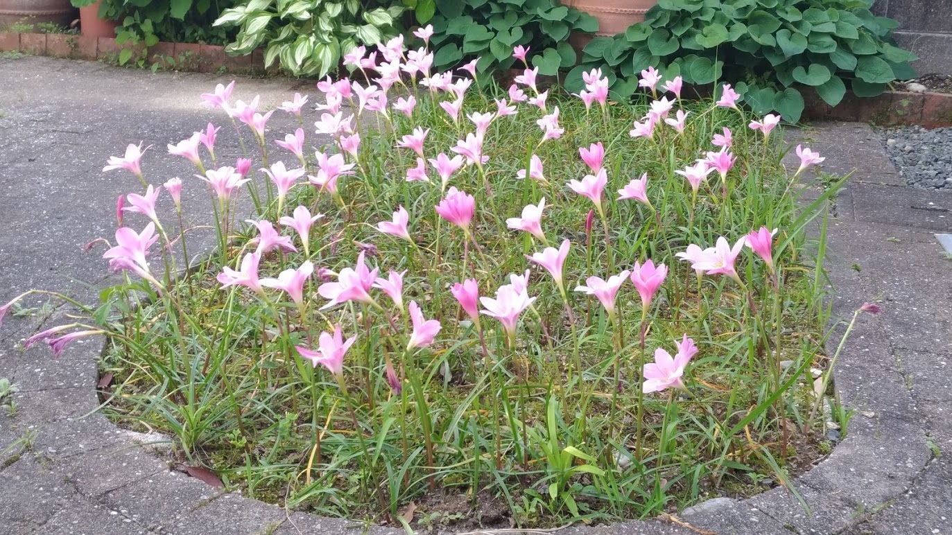 6月・7月の医院からのお知らせ