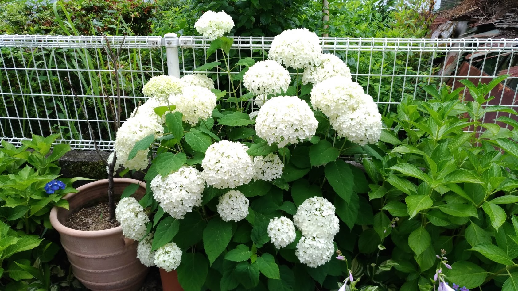 7月・8月の医院からのお知らせ
