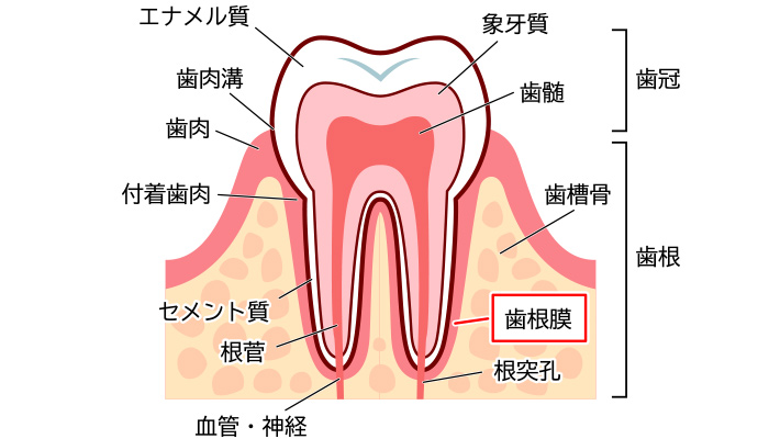 歯ごたえの秘密