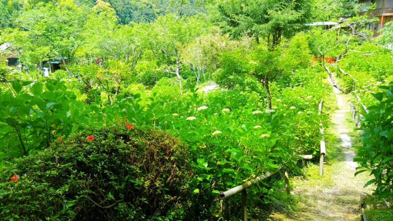極楽寺（あじさいでら）へ行ってきました