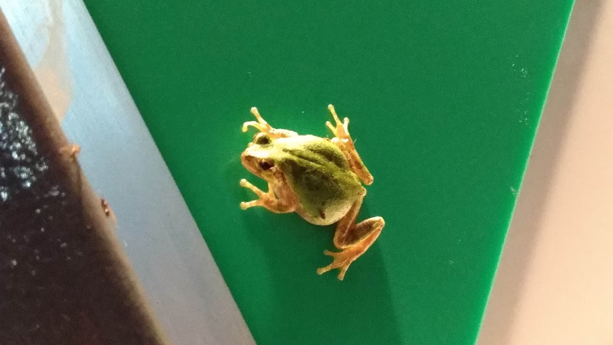 がんばれアマガエルくん