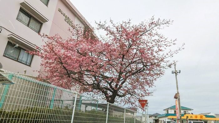 2024年3月仲町歯科ブログ (1)