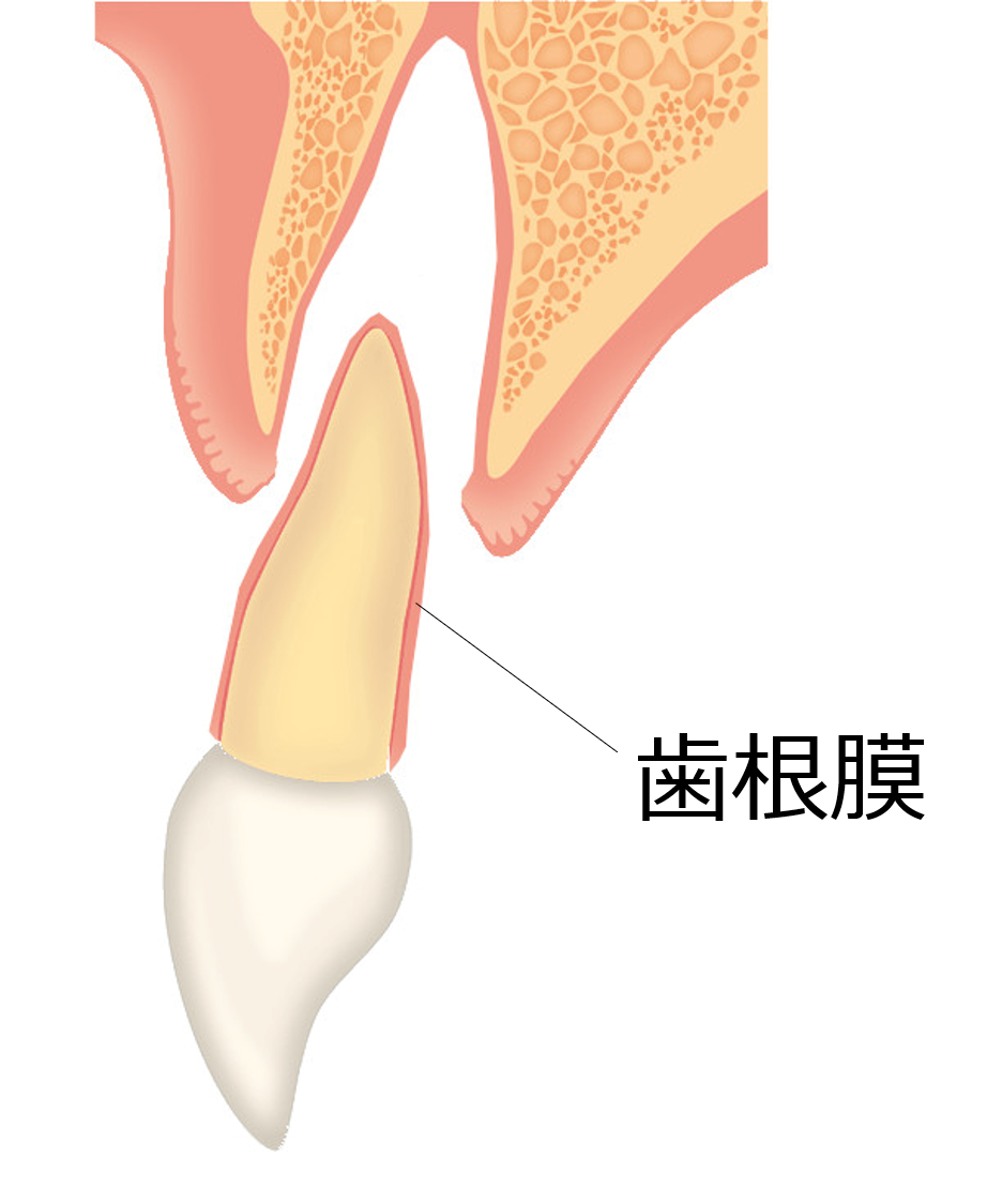 歯根膜の位置を示したイラスト