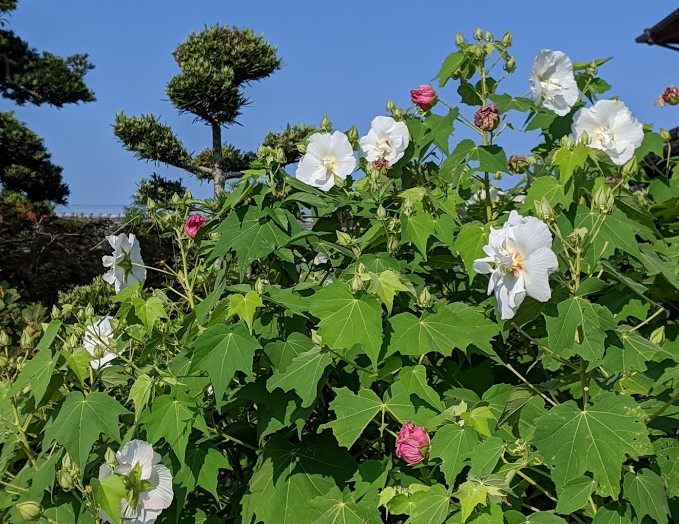 診療スケジュールのご案内