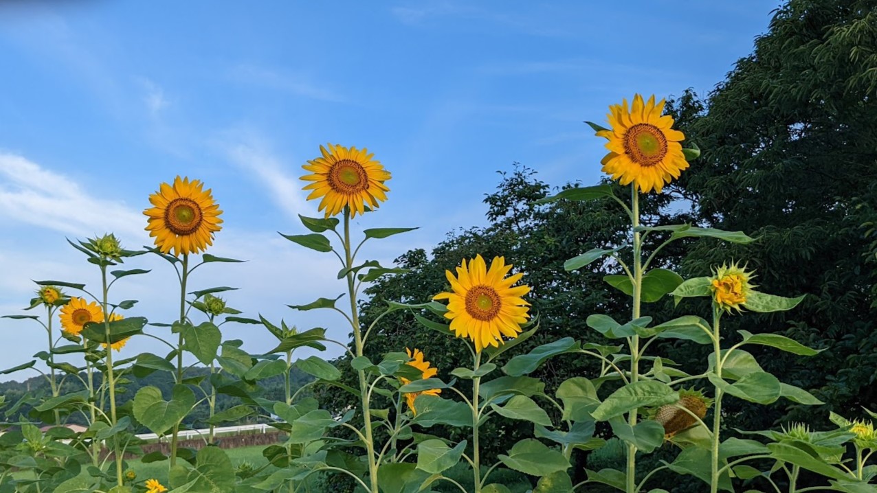 8月の医院からのお知らせ