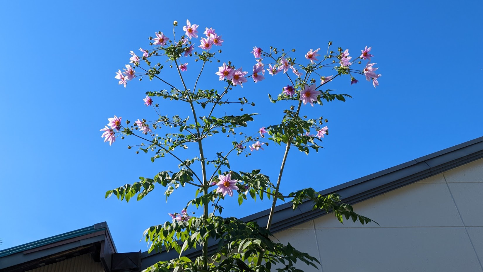 12月のお知らせと年末年始の休診日