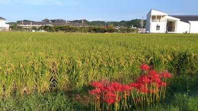 振替診療いたします