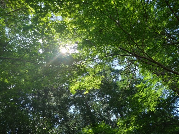 仲町歯科 2023年6月15日ブログ (1)