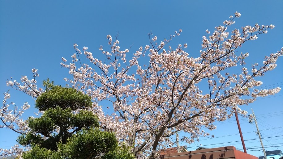 入学式01