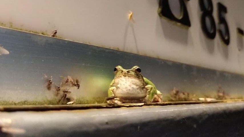 アマガエル02