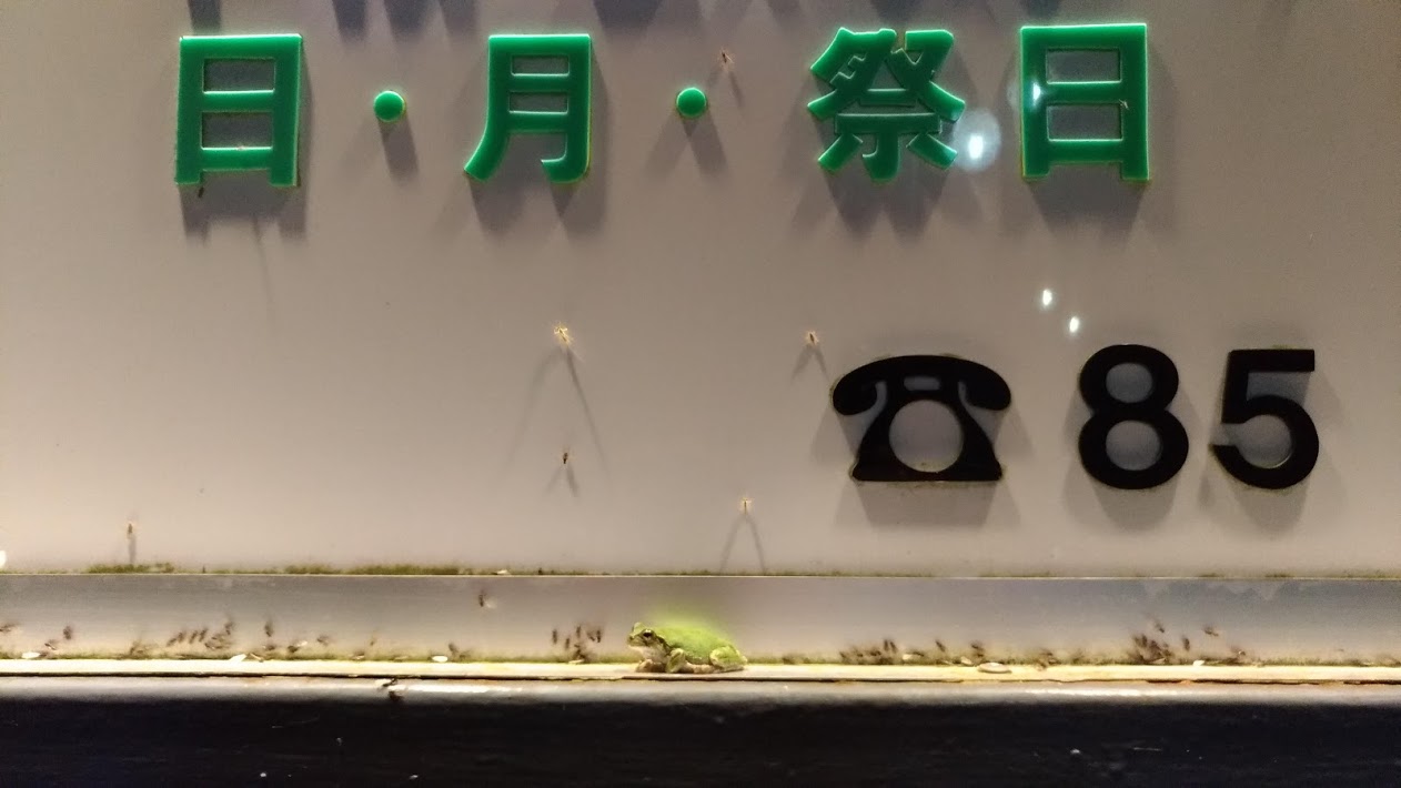 アマガエル01