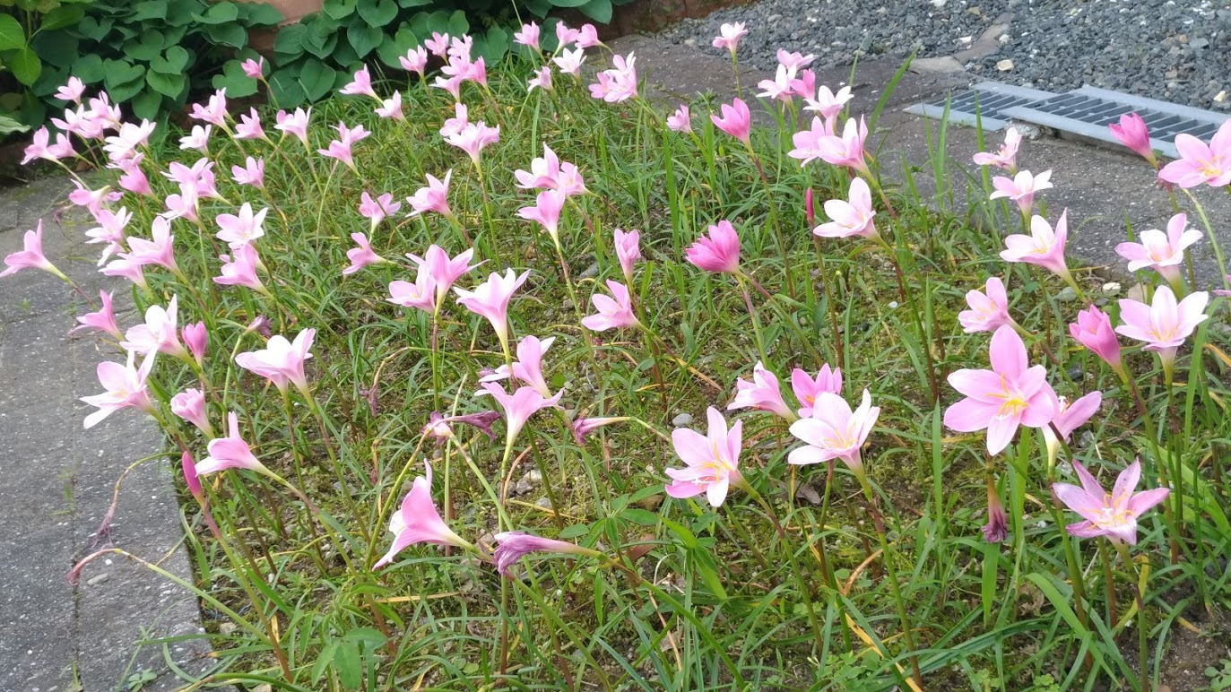 写真がザンネン