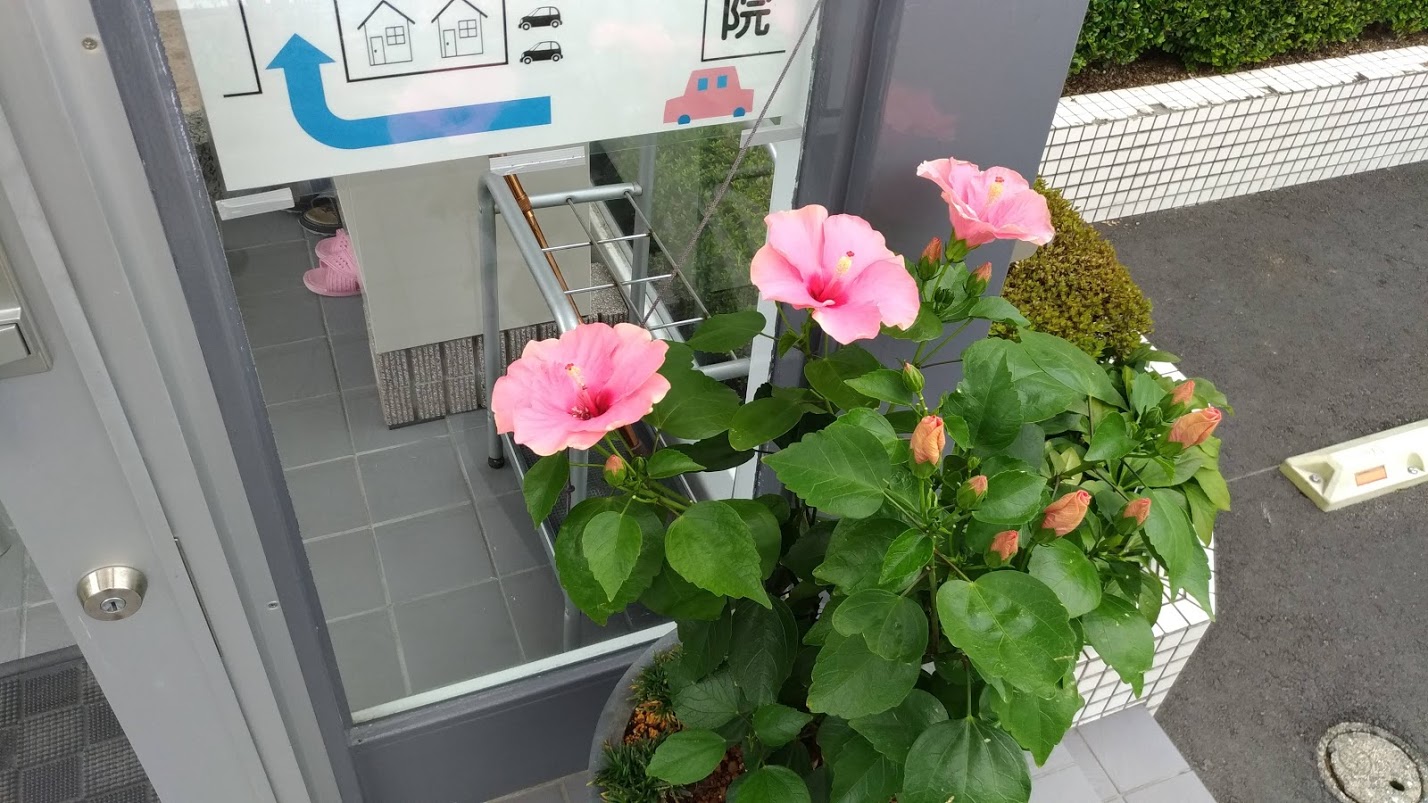 ハイビスカス02