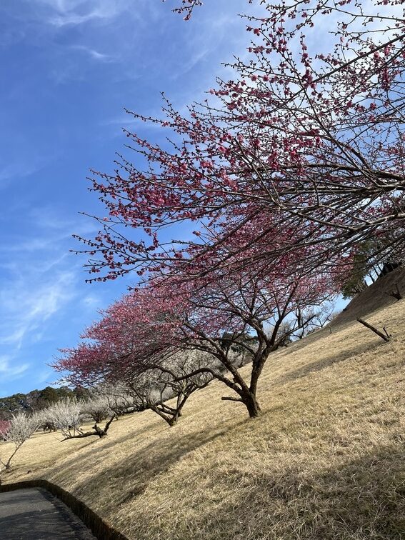梅香る春散歩
