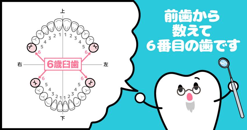 ◆6歳臼歯はこんなに大切！