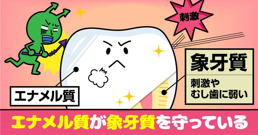 ◆エナメル質の役割