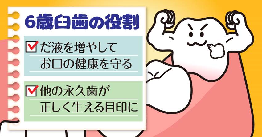 ◆6歳臼歯はこんなに大切！