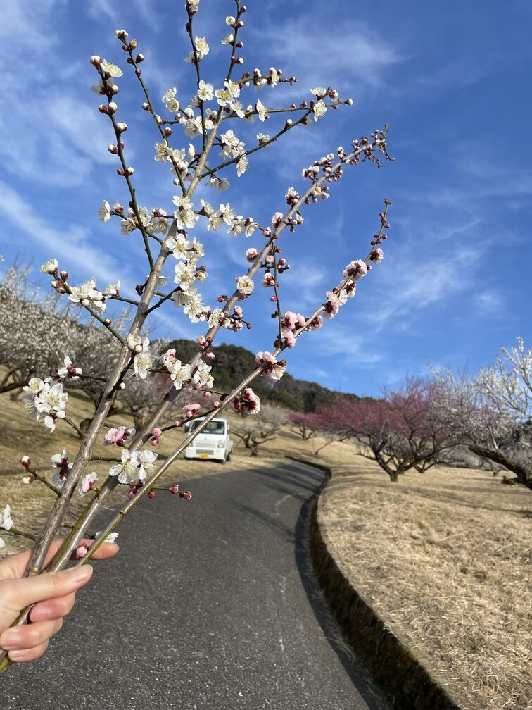 梅香る春散歩