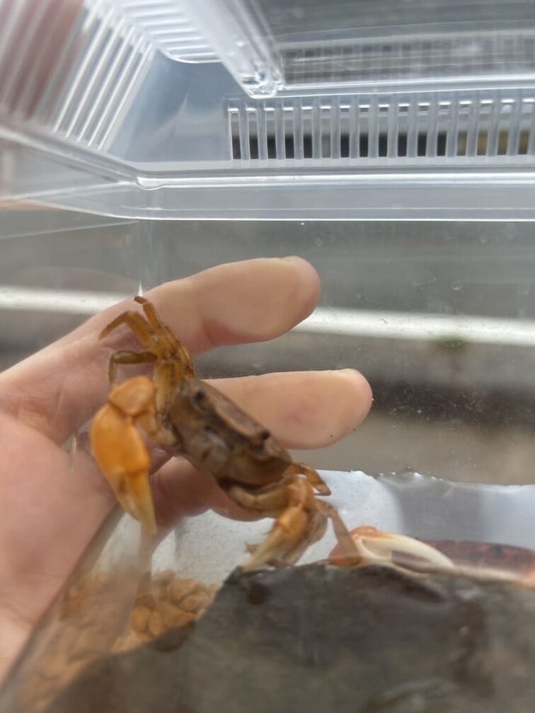 カニのお口はどうなってる？