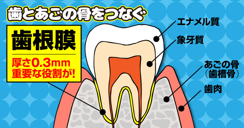 歯ごたえは歯で感じていない！？歯根膜の役割とは