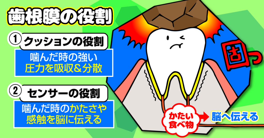 歯ごたえは歯で感じていない！？歯根膜の役割とは