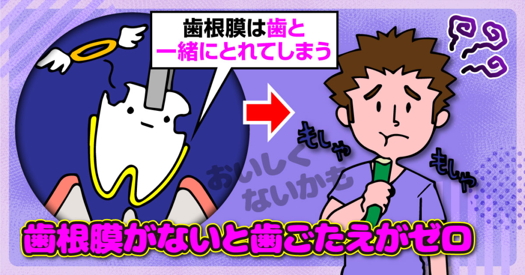 歯ごたえは歯で感じていない！？歯根膜の役割とは