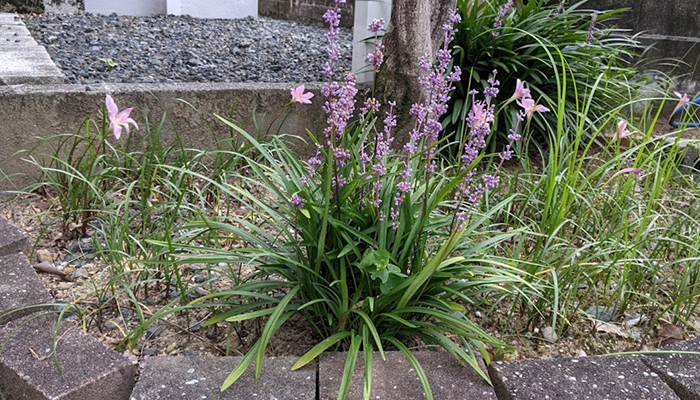 診療スケジュールのご案内